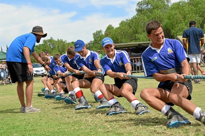 Bulle staal hulself vir strawwe kompetisie